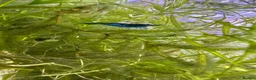 Shrimps fish for sale: Blue dream/cherry shrimp and juvenile plecos - Advert 6