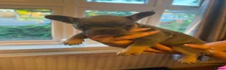 French Bulldog dogs for sale: 3 beautiful female French bulldog puppies.  - Advert 3