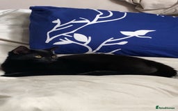 Russian Blue cats for sale: Elegant Black Beauty – Meet Mia 🖤 - Image 2