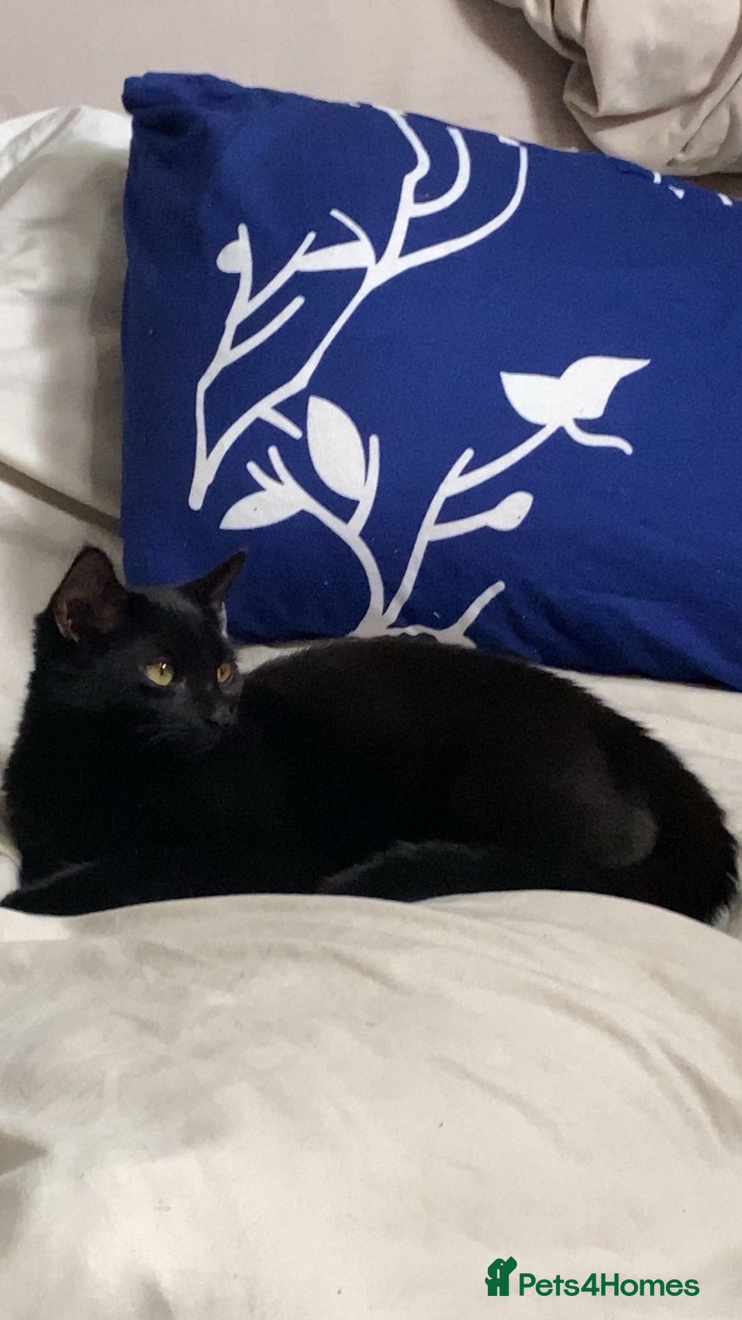 Russian Blue cats for sale: Elegant Black Beauty – Meet Mia 🖤 - Image 2