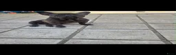 French Bulldog dogs for sale: French bulldog  - Advert 2