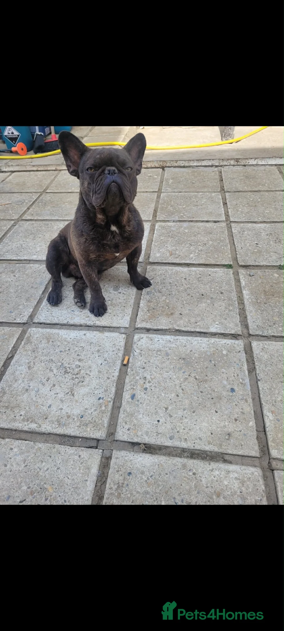 French Bulldog dogs for sale: French bulldog  - Advert 2