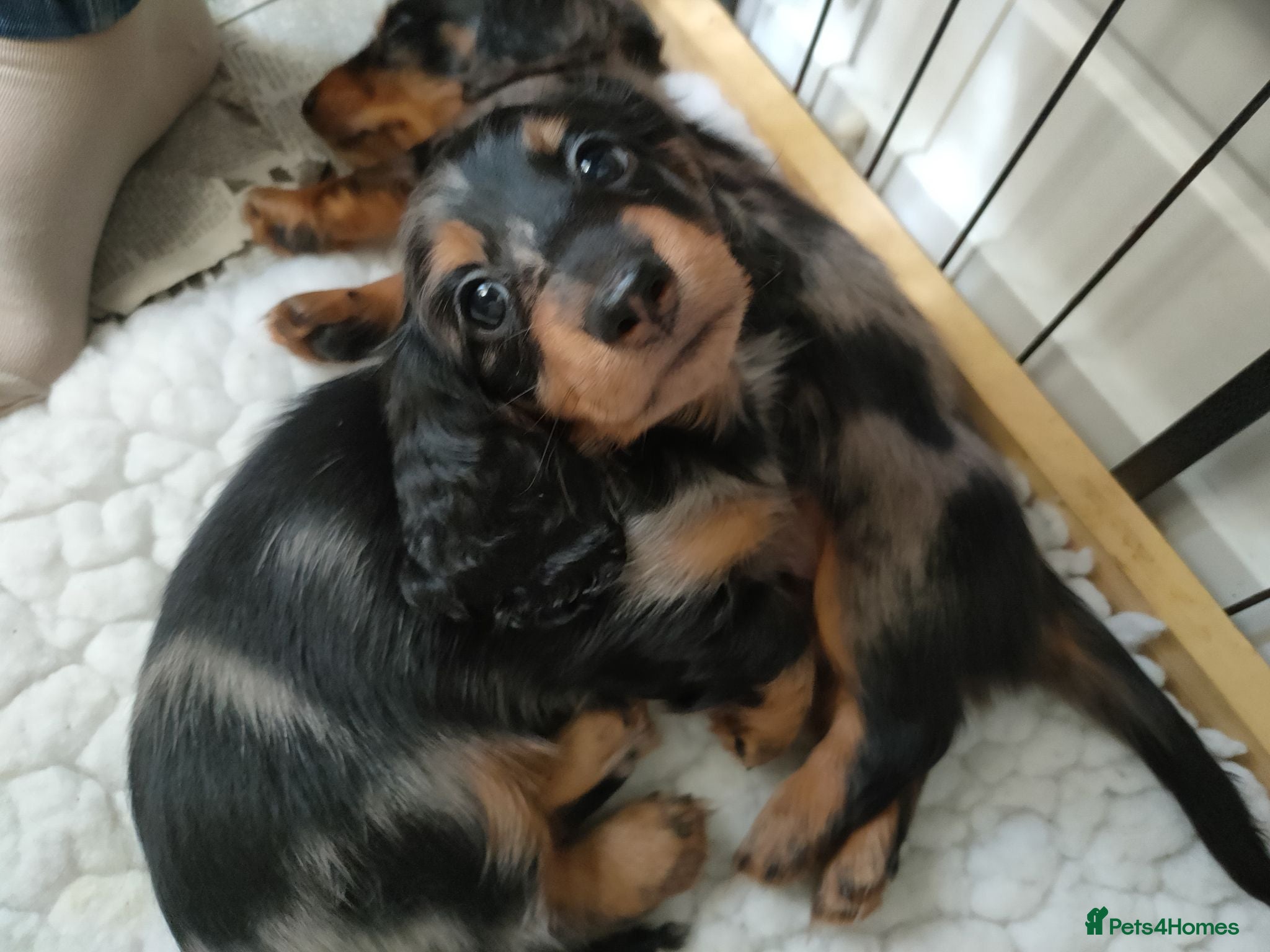 Miniature Dachshund dogs Only one beautiful dappled female left  - Advert 1