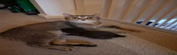 British Shorthair cats for sale: British Shorthair kittens - Advert 27