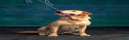 Labrador Retriever dogs for stud: Leadburn Digger...* Fully Health Tested Stud Dog * - Advert 6