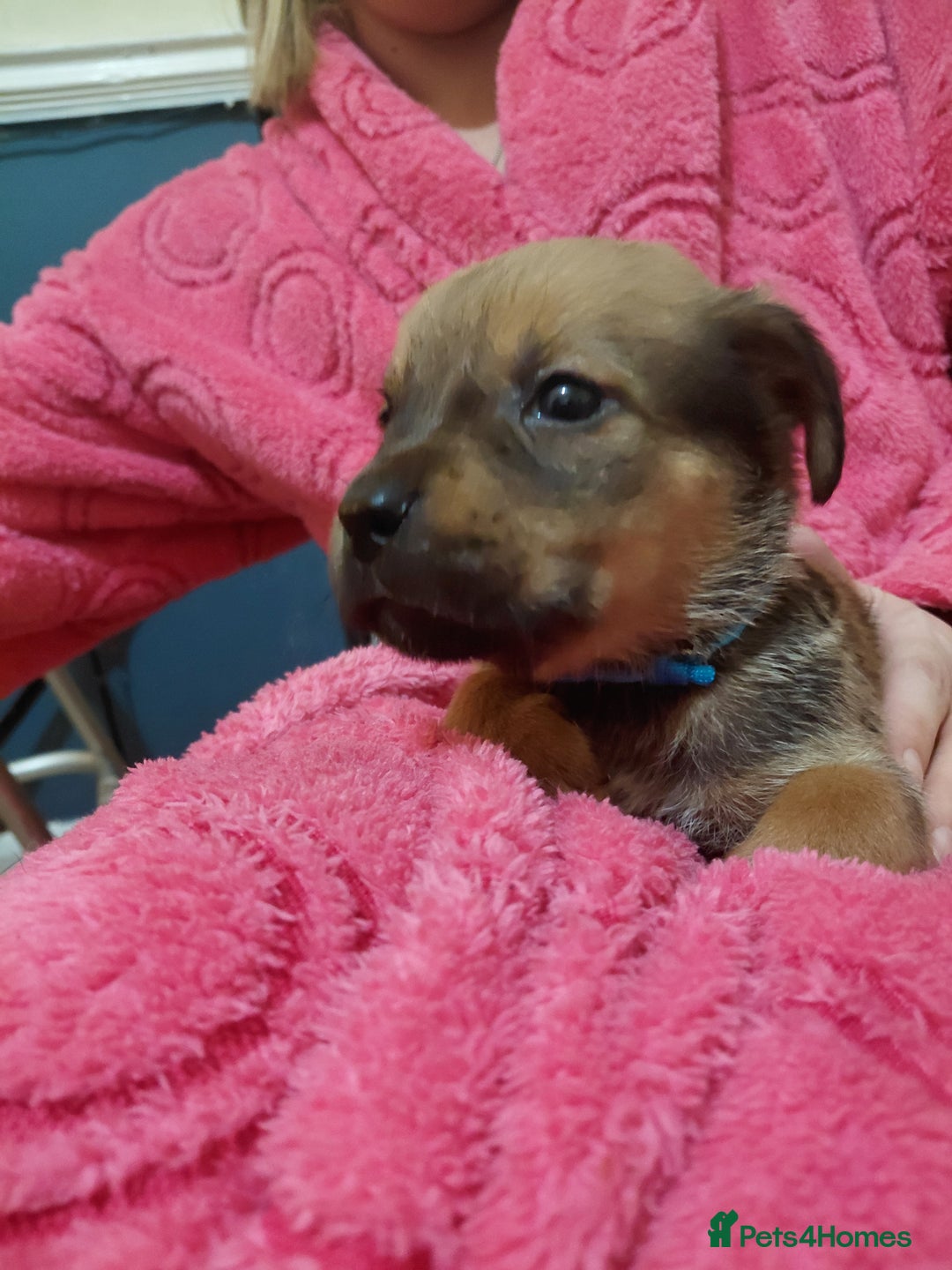 Mixed Breed dogs for sale: Cane corso cross rottweiler pups - Image 3