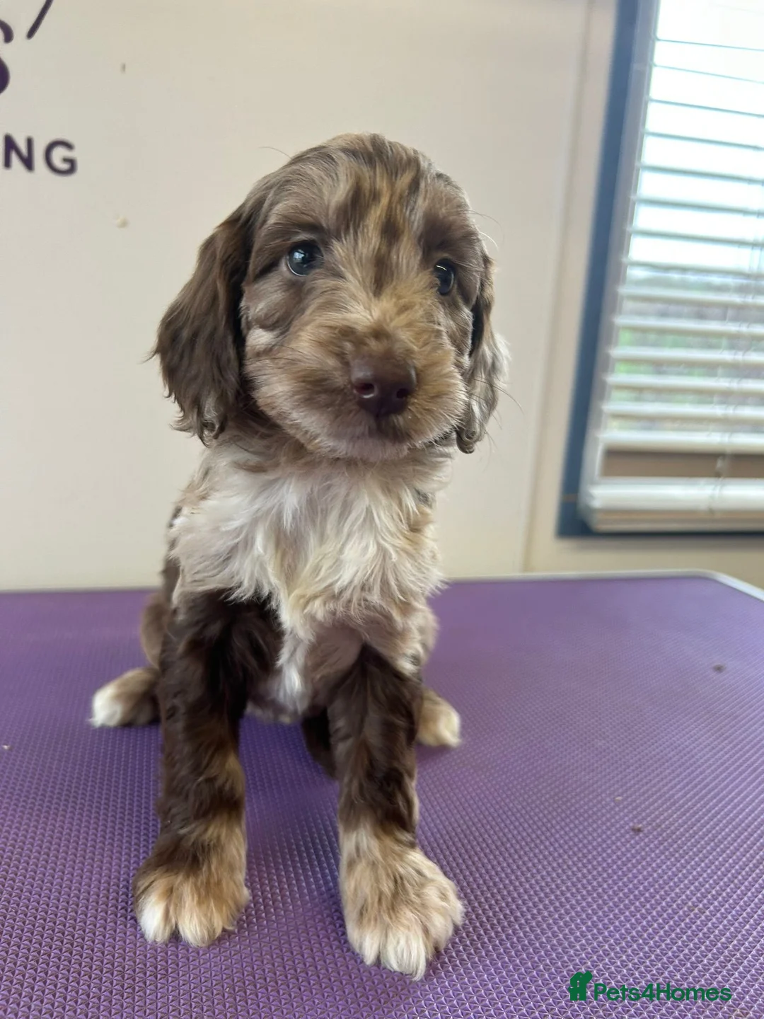 Cockapoo dogs for sale: Cockapoo puppies  - Advert 16