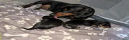 Miniature Dachshund dogs for sale: Miniature dachshund puppies for sale in Bilston - Advert 19