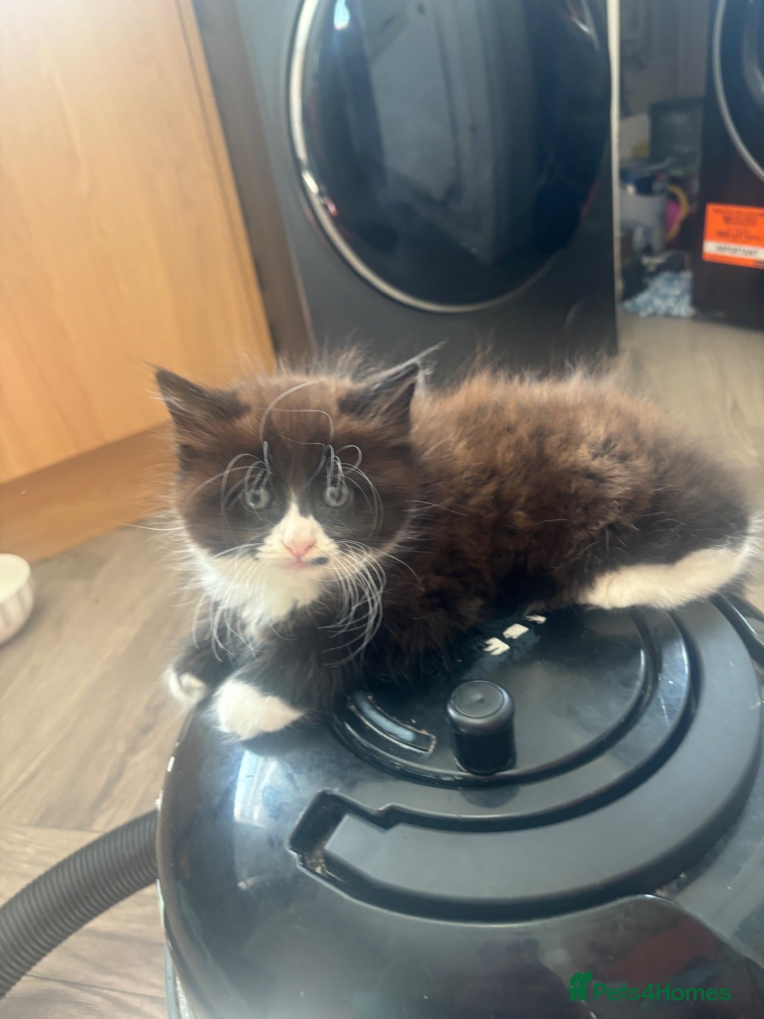 Mixed Breed cats Mainecoon/BomBay Kittens  - Advert 4