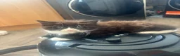 Mixed Breed cats for sale: Mainecoon/BomBay Kittens  - Advert 1