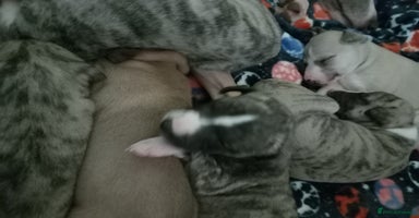 Whippet dogs - Advert 3