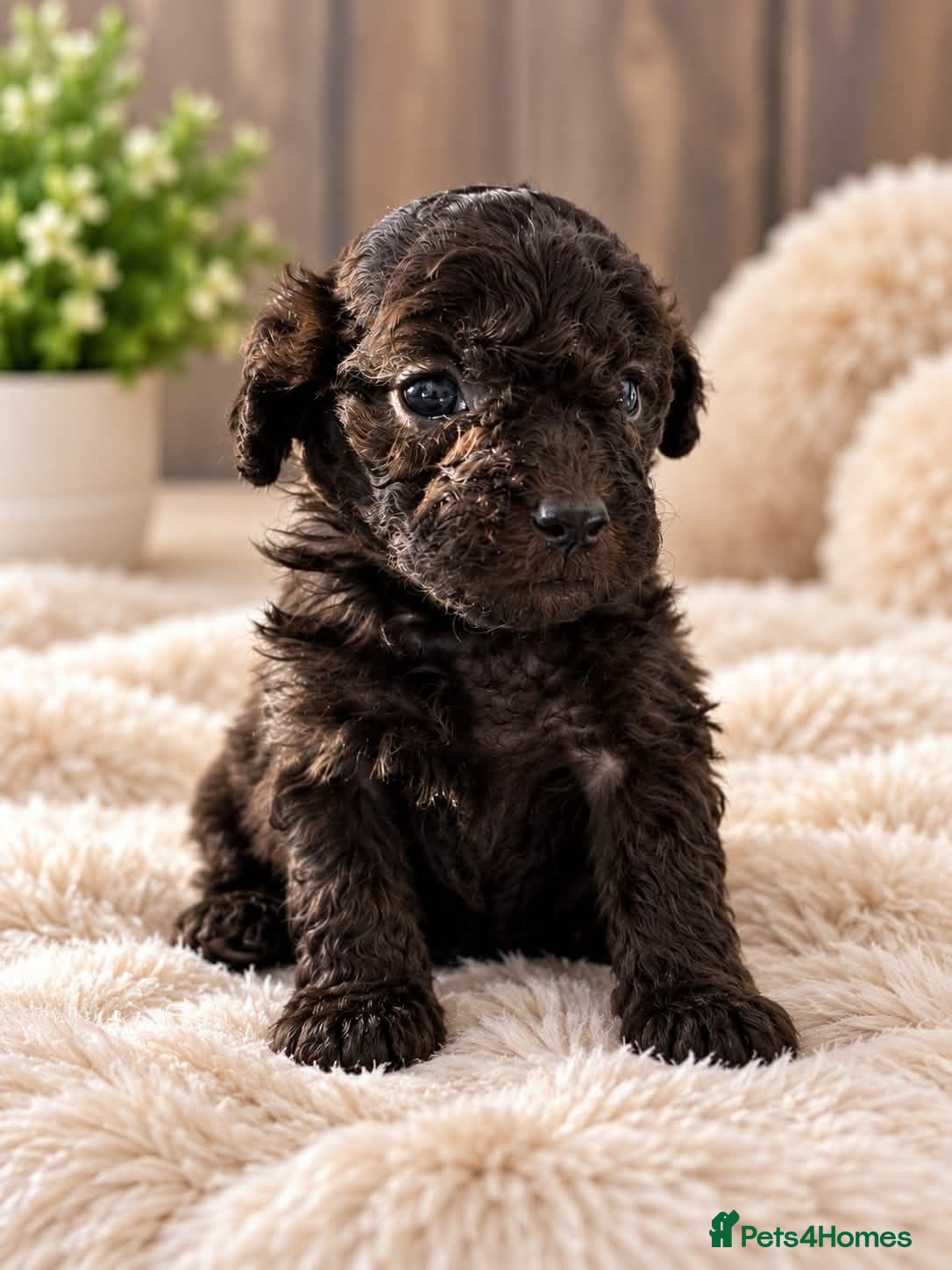 Toy Poodle dogs for sale: Beautiful Toy Poodle Puppies one boy left  - Advert 15