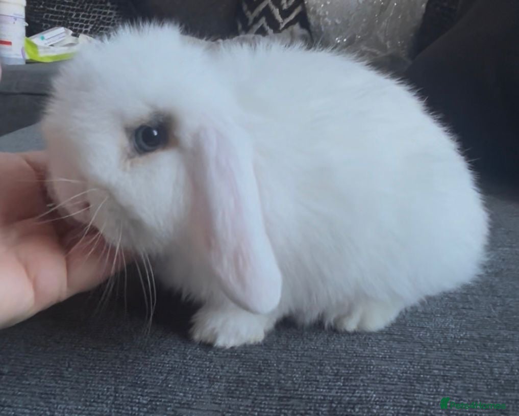 Mini Lop rabbits READY NOW Beautiful mini lop babies  - Advert 2