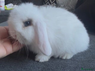 Mini Lop rabbits READY NOW Beautiful mini lop babies - Advert 1