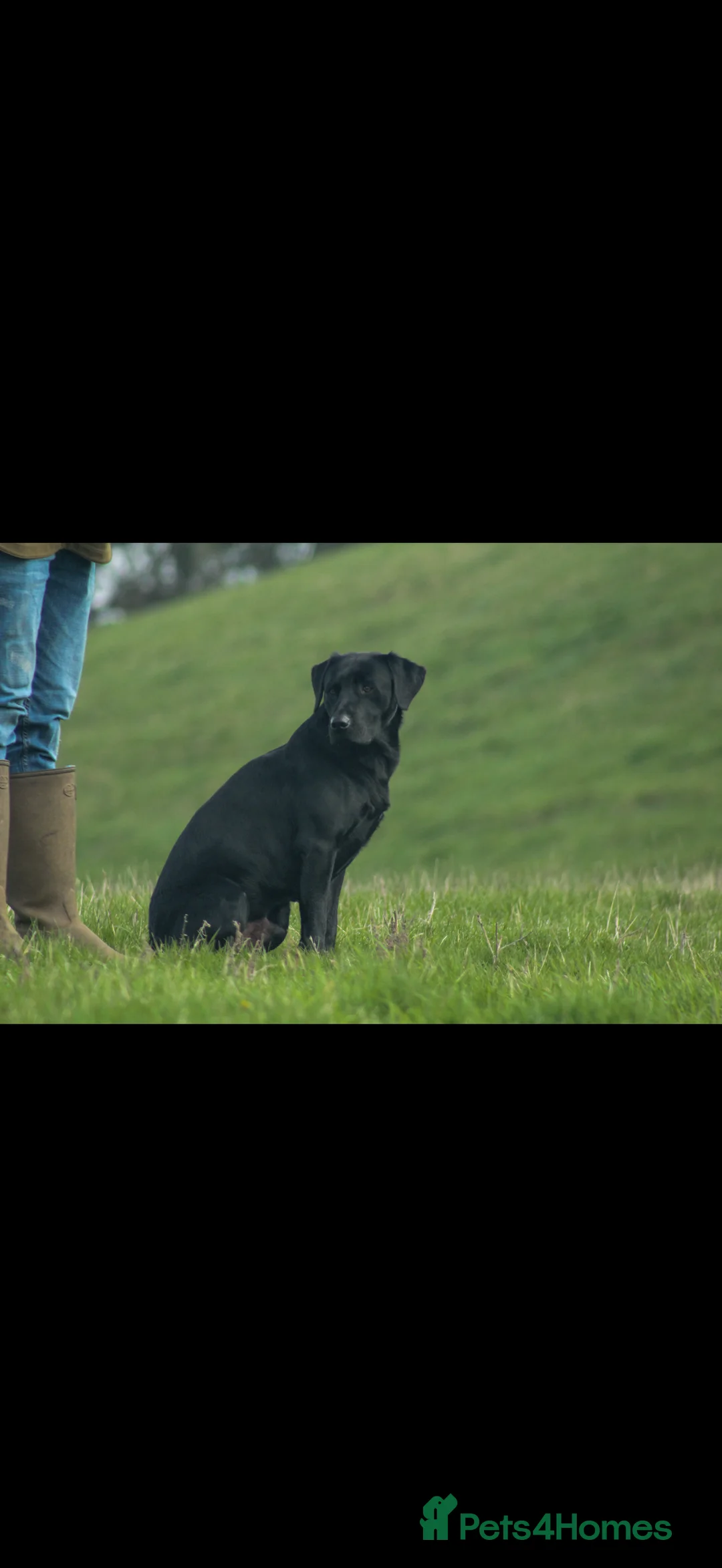 Labrador Retriever dogs for stud: For stud  in Market Drayton - Advert 2