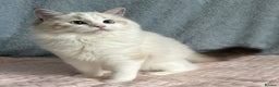 Ragdoll cats for sale: Playful Pedigree Ragdoll Kittens Available - Advert 11