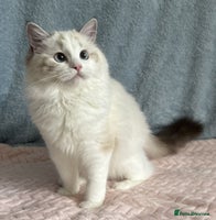 Ragdoll cats - Advert 2