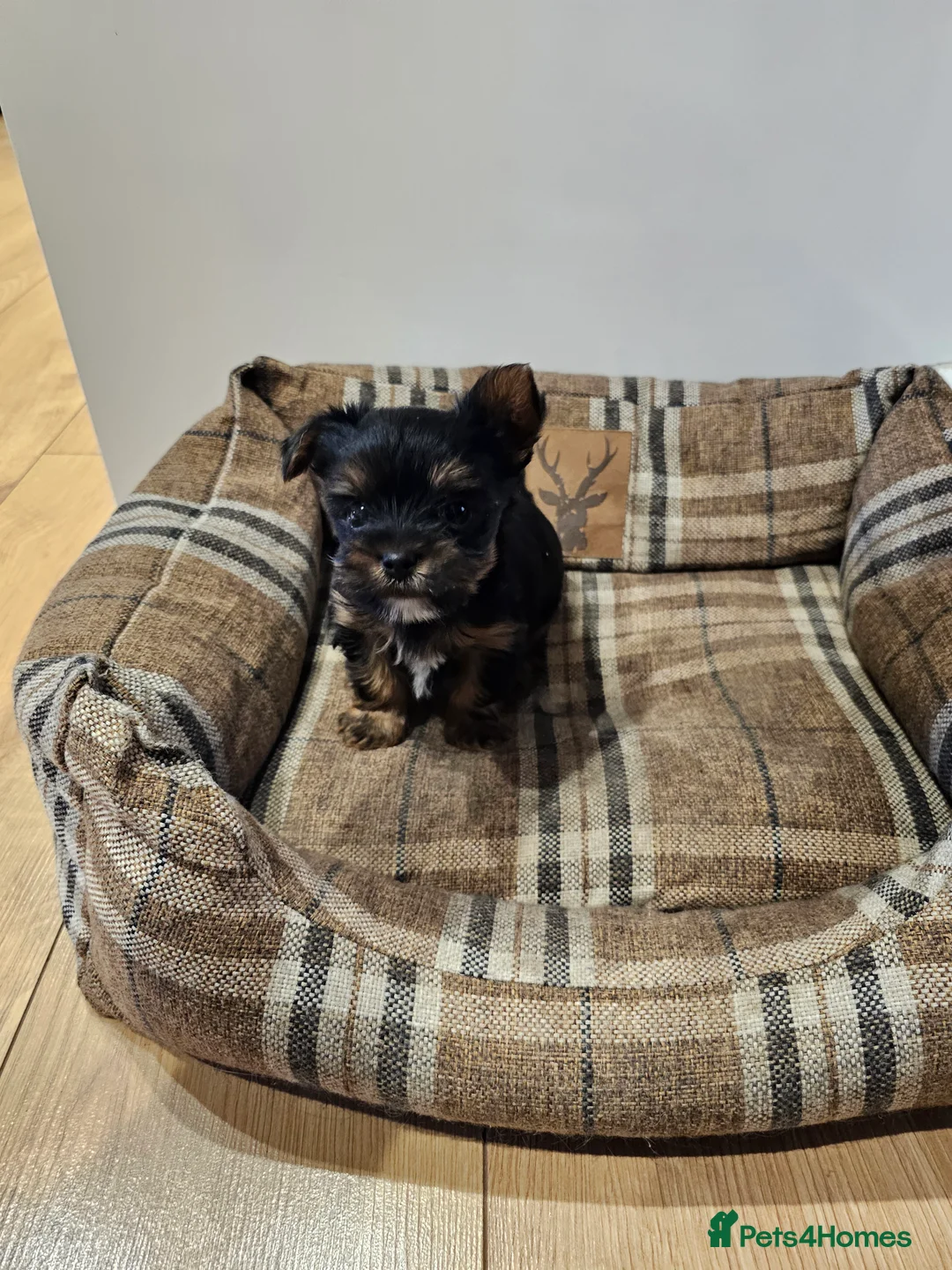 Yorkshire Terrier dogs for sale: Beautiful loving boy for sale - Advert 3