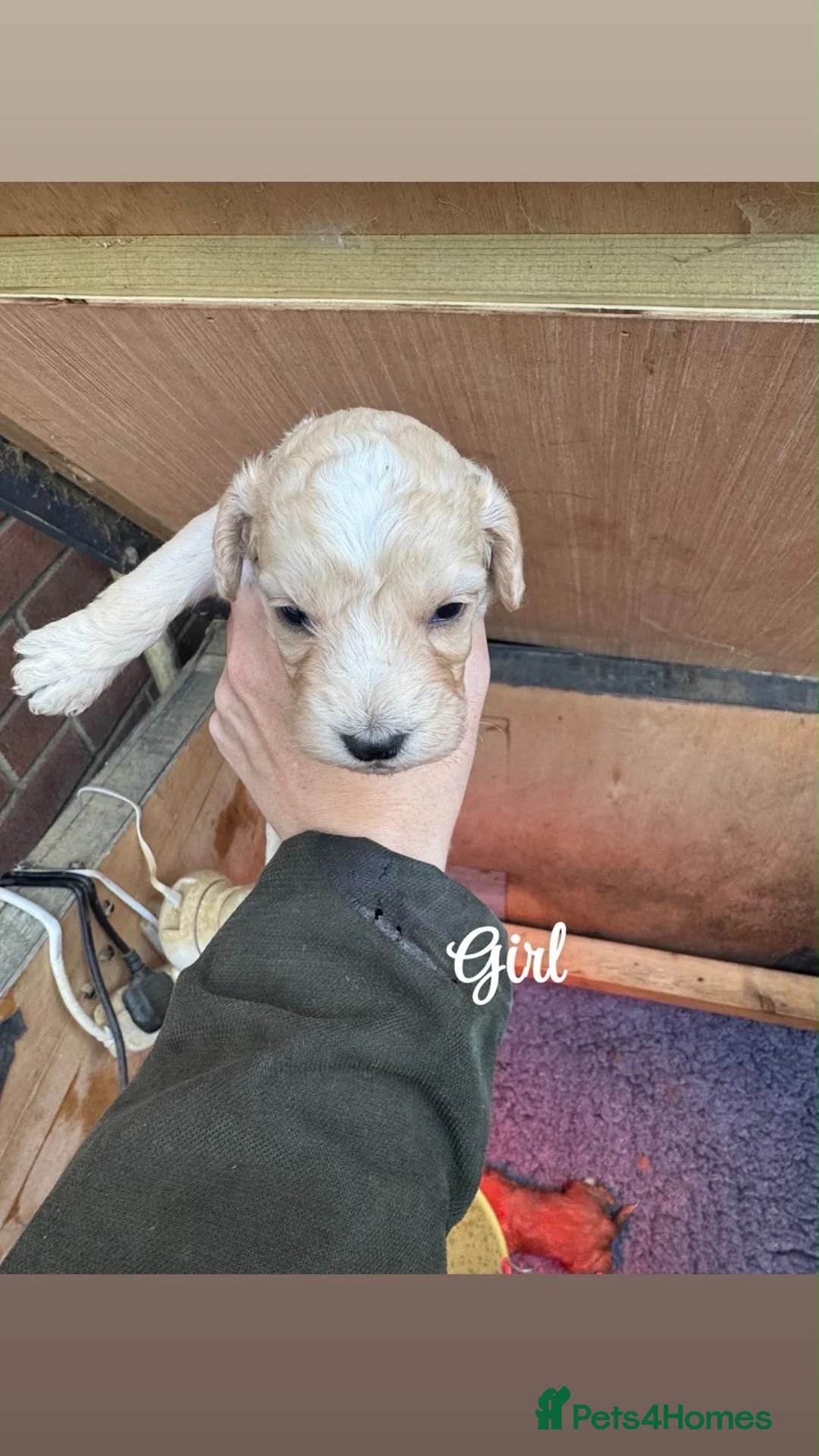 Cockapoo dogs for sale: Beautiful litter of cockapoos  - Advert 8