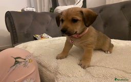 Jack Russell dogs for sale: Jack Russell puppies for sale.  - Image 5