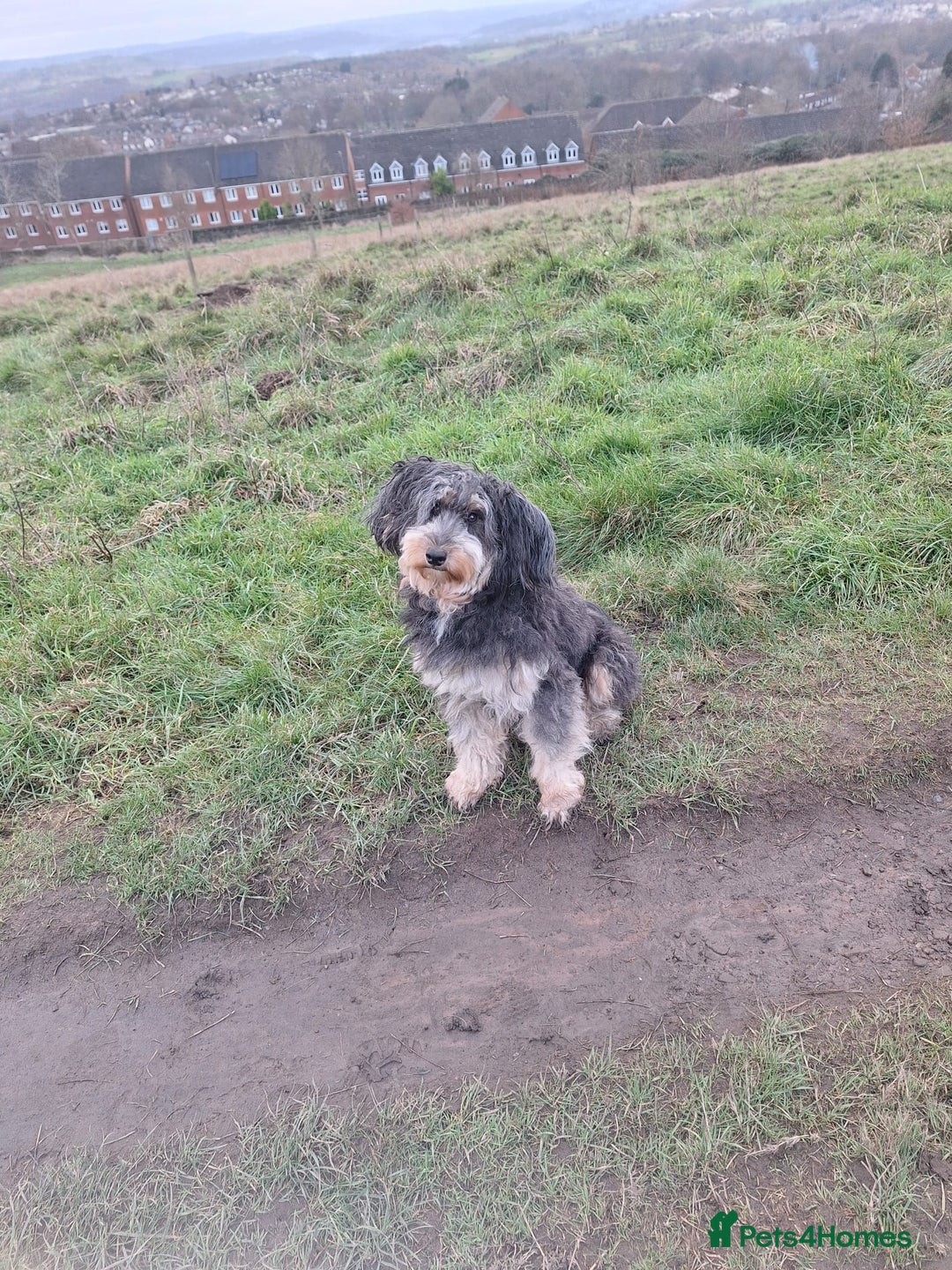 Mixed Breed dogs for sale: Beautiful mixed doodle girl - Advert 3