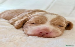 Cockapoo dogs for sale: F1b Miniature Cockapoo Pups Fully Health Tested - Advert 2