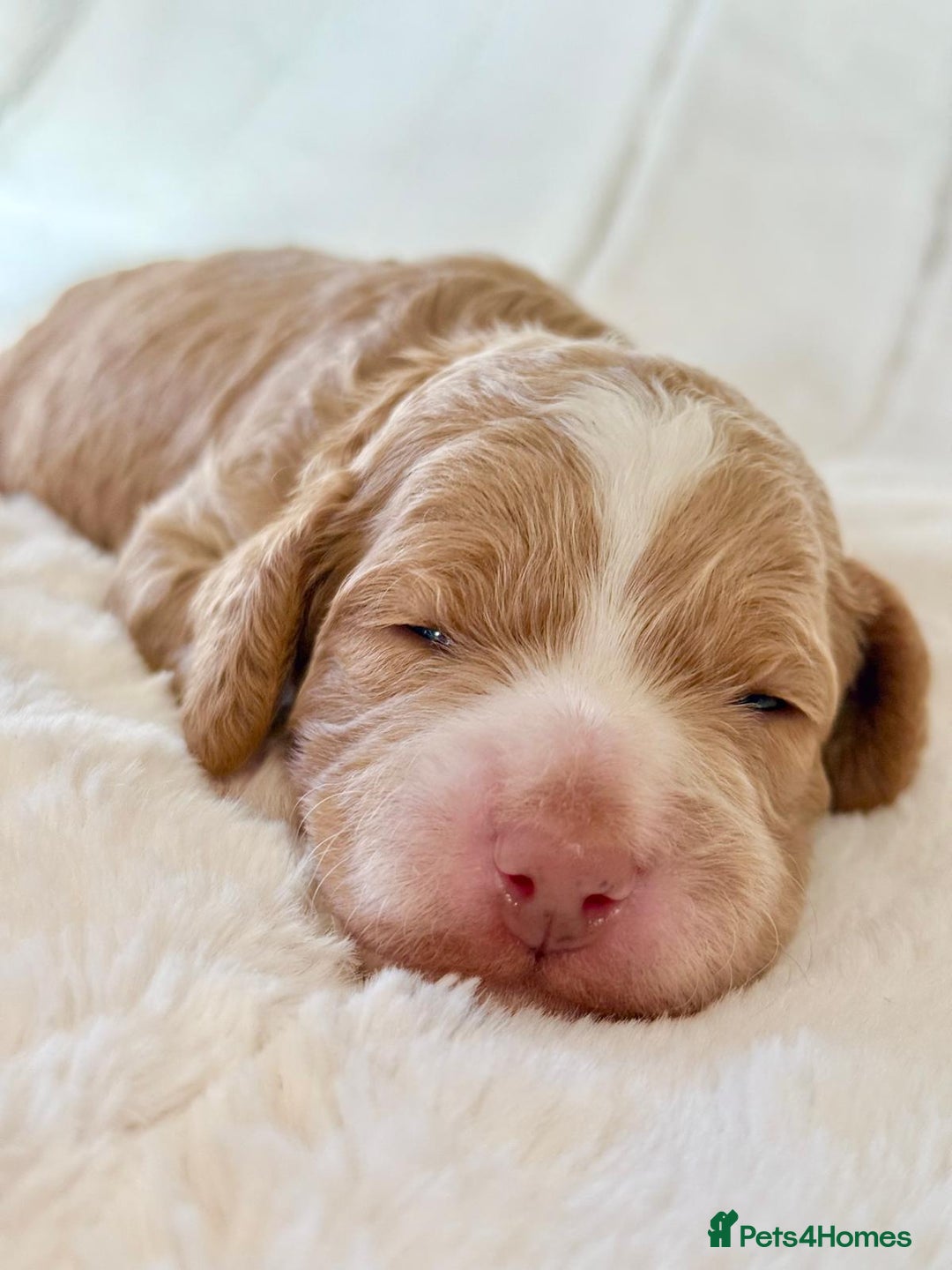 Cockapoo dogs for sale: F1b Miniature Cockapoo Pups Fully Health Tested - Advert 2