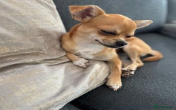 Chihuahua dogs for sale: Beautiful sweet Chihuahua for sale  - Image 4
