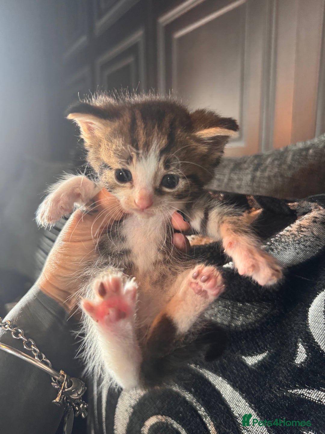 British Shorthair cats for sale: *** Absolutely Stunning Babies**** - Image 10