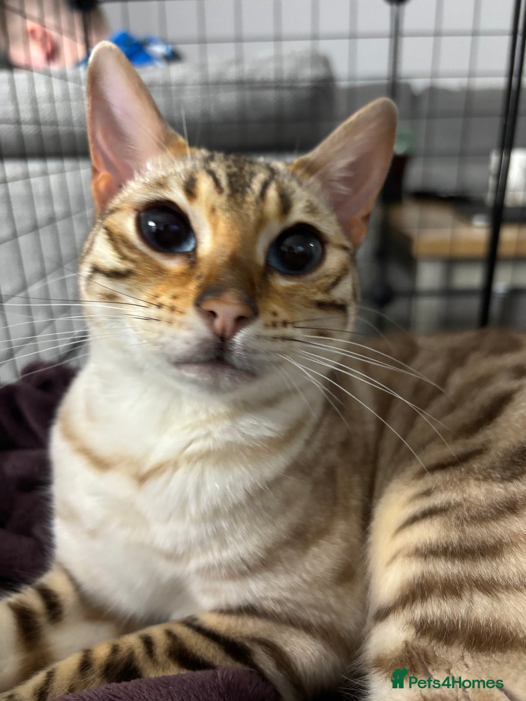 Bengal cats for sale: 15 Month Old Bengal Girl - Advert 4