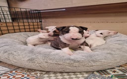 English Bull Terrier dogs for sale: Beautiful k.c reg bully pups  - Image 13