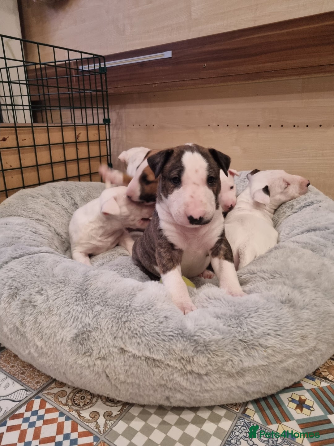 English Bull Terrier dogs for sale: Beautiful k.c reg bully pups  - Image 13
