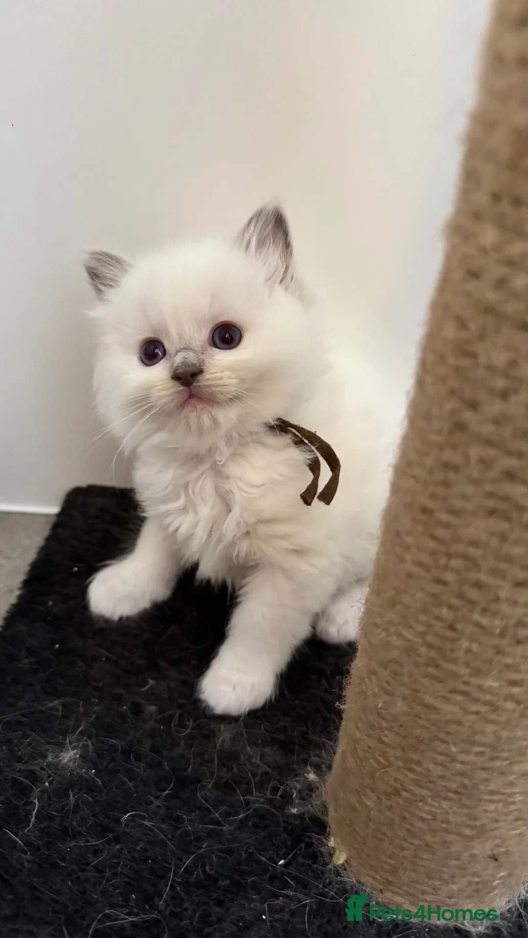 Ragdoll cats for sale: Pedigree Ragdoll Kittens - Advert 8
