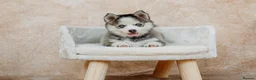 Pomsky dogs for sale: F4 Pomsky Puppies - 2 blue eyed girls left  - Advert 22