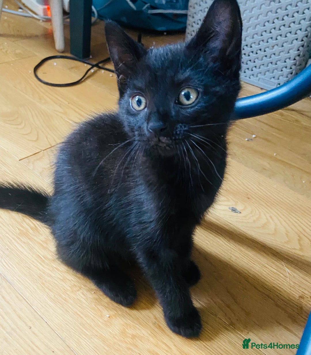 Mixed Breed cats for sale: Beutiful kittens for sale - Image 17