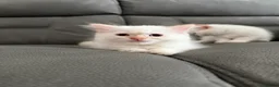 Mixed Breed cats for sale: Persian cross Birman Cat  in Doncaster - Advert 12