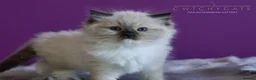Ragdoll cats for sale: Pedigree Adult Ragdoll - Advert 9