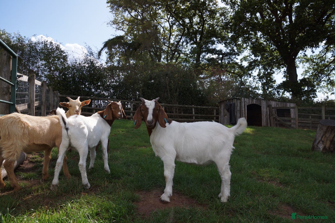 Goats livestock for sale: 2 Boer Wethers Looking For New Home - Image 4