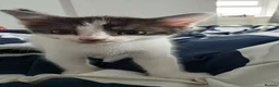 Egyptian Mau cats for sale: 2 beautiful Egyptian Mau kittens - Advert 3