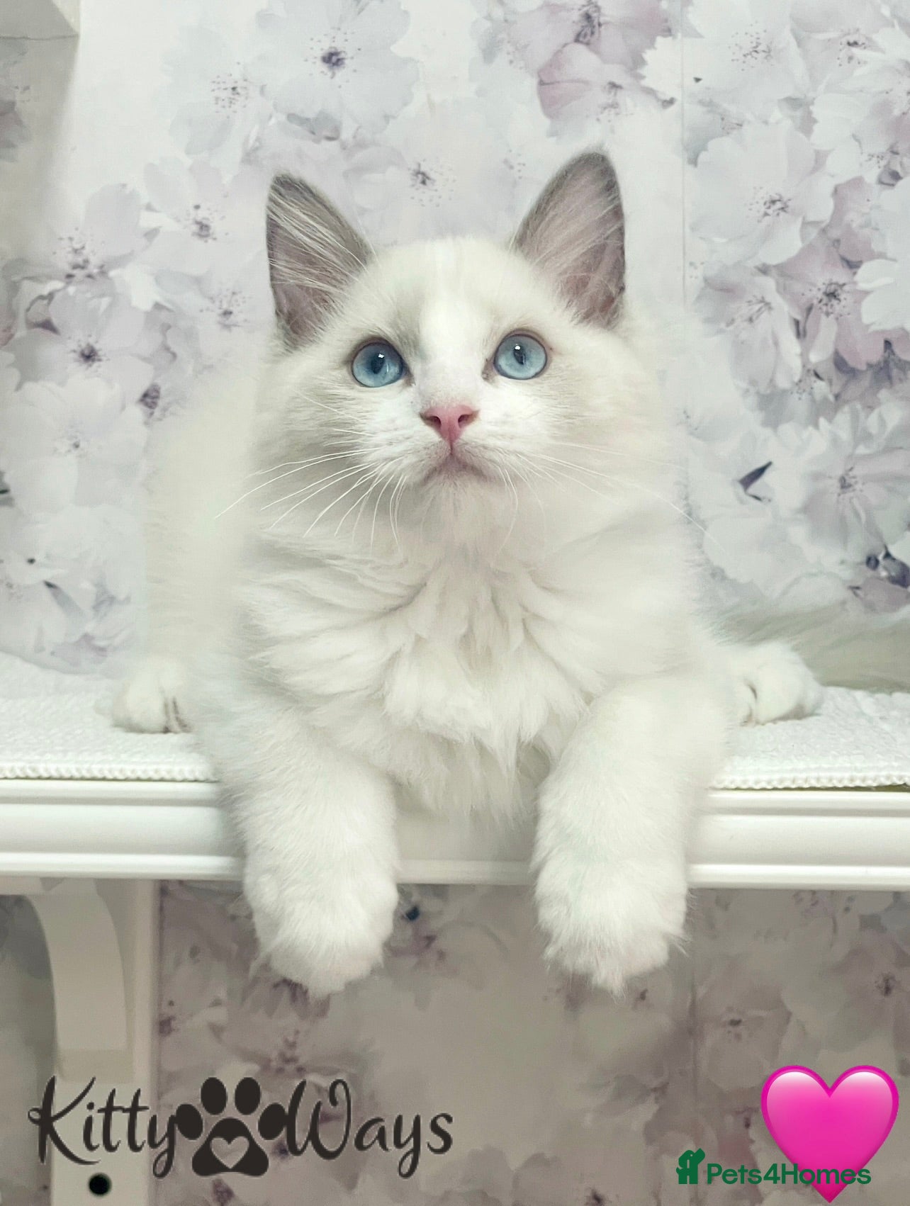 Ragdoll cats 🐾🩷*TICA REG* EU RAGDOLL KITTENS 🧬 DNA Clear🩵🐾 - Advert 2