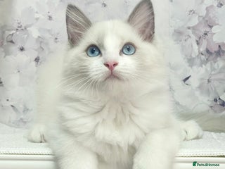 Ragdoll cats 🐾🩷*TICA REG* EU RAGDOLL KITTENS 🧬 DNA Clear🩵🐾 - Advert 14