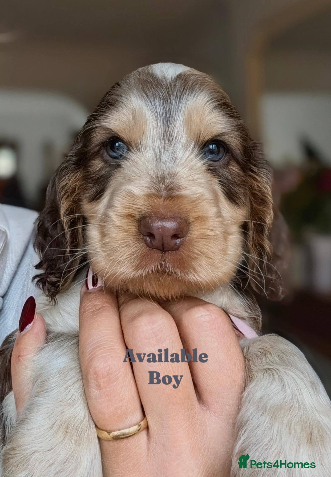 Cocker Spaniel dogs for sale: Show Cocker Spaniel Puppies Chocolate - Advert 11