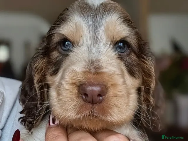 Cocker Spaniel dogs for sale: Show Cocker Spaniel Puppies Chocolate - Advert 11