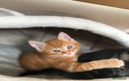 British Longhair cats for sale: Kittens cats - Image 3