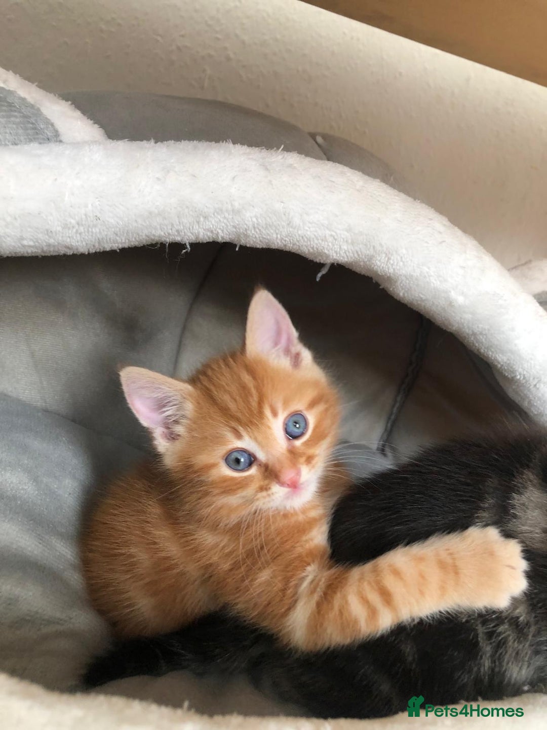 British Longhair cats for sale: Kittens cats - Image 3
