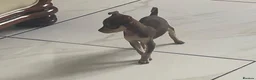 Russian Toy Terrier dogs for sale: Russian toy terrier  - Advert 6