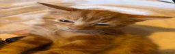 British Shorthair cats for sale: British short hair ginger boy - Advert 3