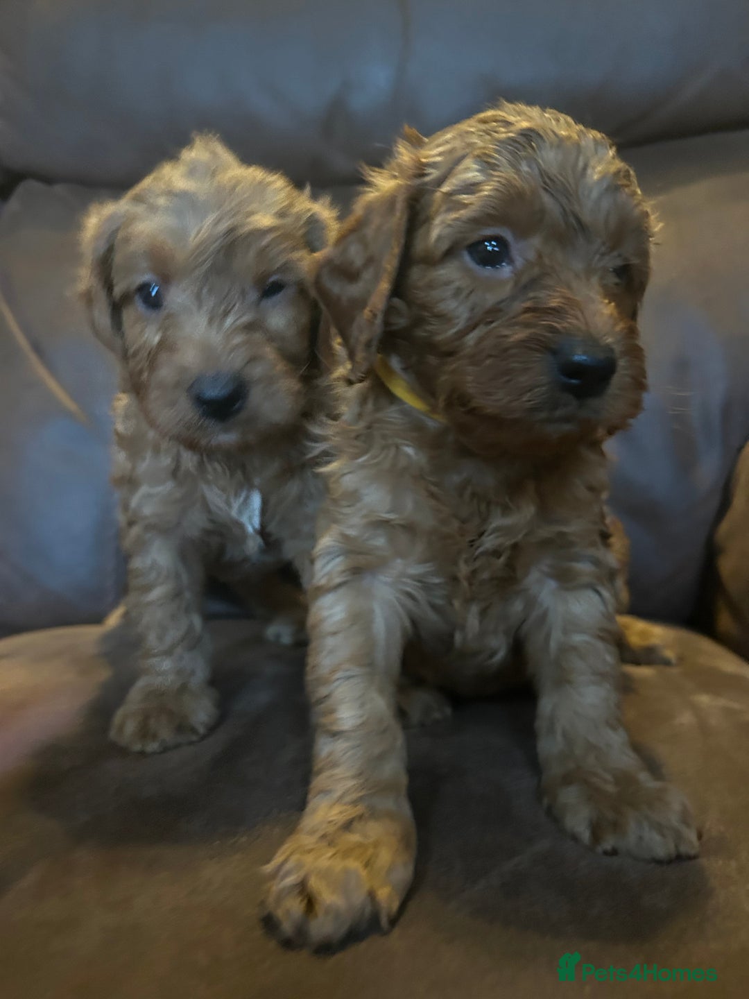 Labradoodle dogs for sale: 🐾F1b Healthy Labradoodle Puppies – Ready 18 Dec🐾 - Advert 2