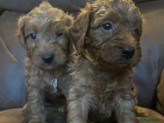 Labradoodle dogs 🐾F1b Healthy Labradoodle Puppies – Ready 18 Dec🐾 - Advert 3