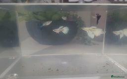 Bettas fish for sale: 6 male guppies  - Image 2